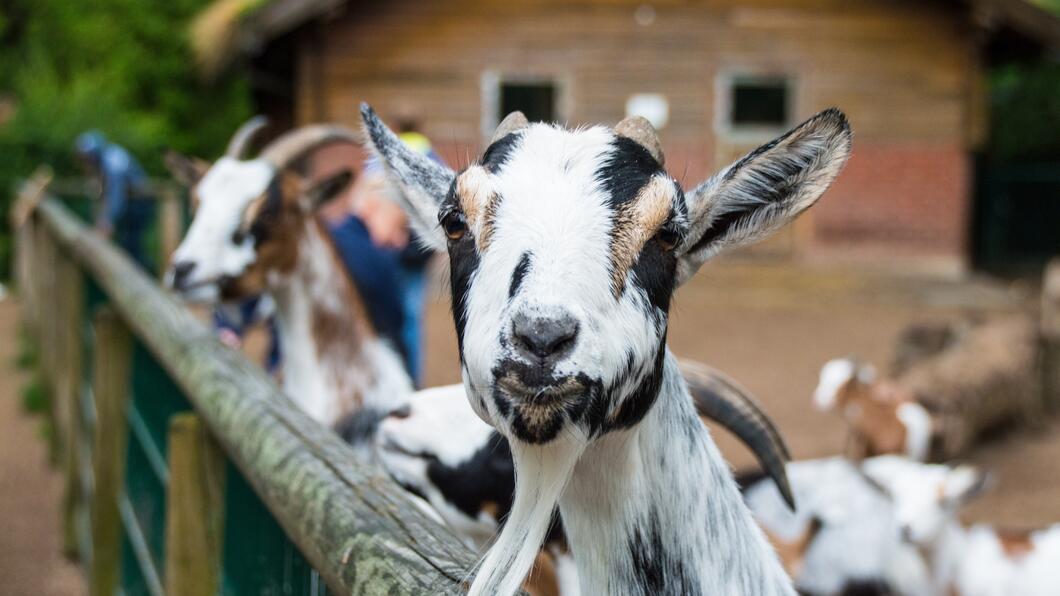 Kinderboerderij